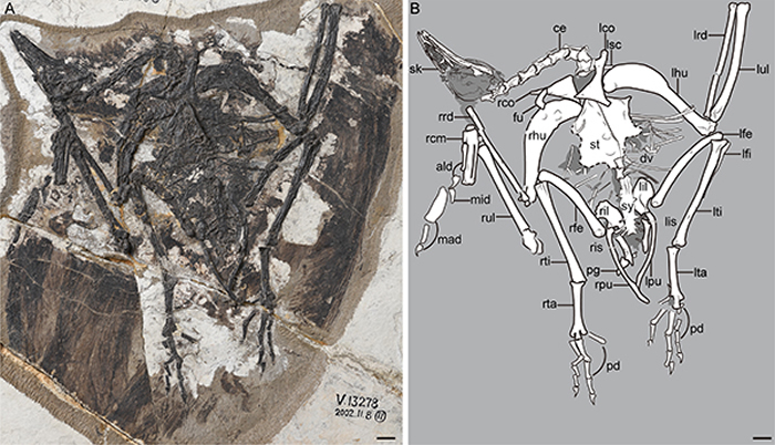 短胸似燕鸟（Similiyanornis brevipectus）正型（王敏 供图）