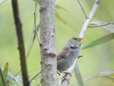 日本近代天气预报特色“生物季节观测”对象物种明年起减至6种