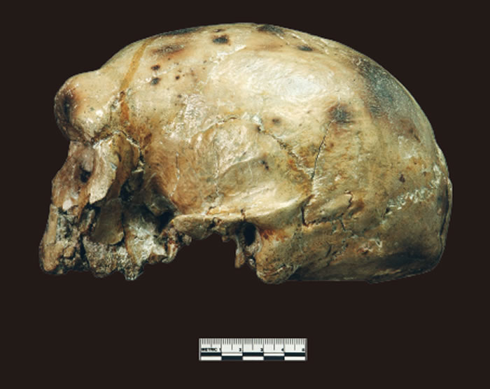 大荔人颅骨：人类演化过程中形态镶嵌的例证