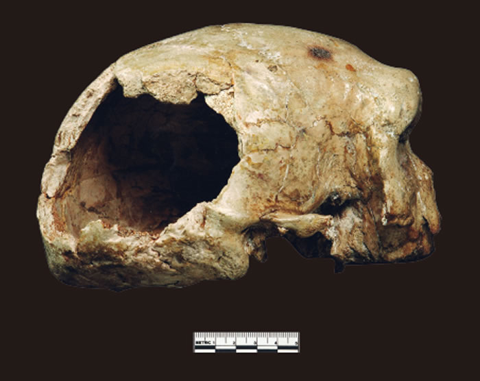 大荔人颅骨：人类演化过程中形态镶嵌的例证
