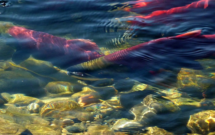 轮胎橡胶衍生化学物质导致美国太平洋西北部的银鲑鱼（银大麻哈鱼）急性死亡