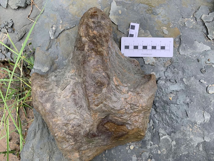延安发现首例恐龙足迹化石