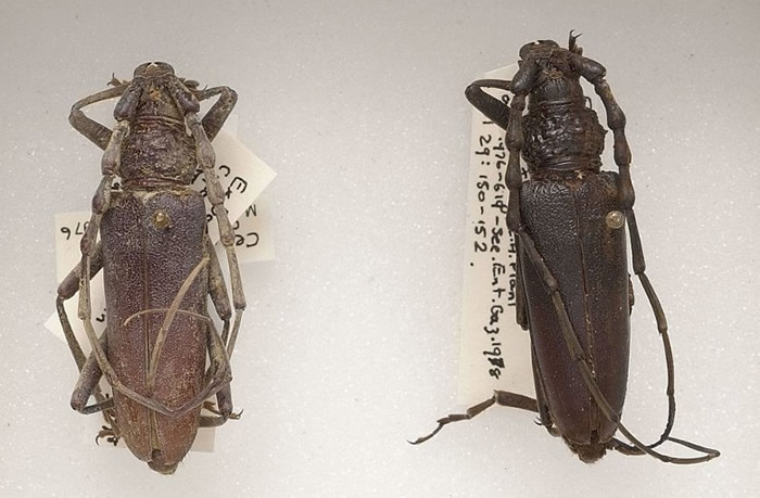 英国伦敦自然历史博物馆抽屉中找到有近4000年历史的Oak Capricorns甲虫标本