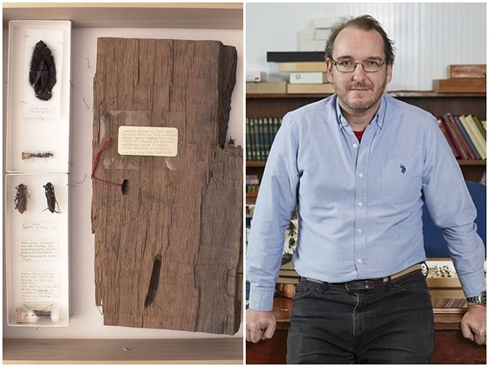 英国伦敦自然历史博物馆抽屉中找到有近4000年历史的Oak Capricorns甲虫标本