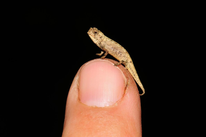 不过一颗葵花子大的雄奈米变色龙站在研究人员的指尖。 PHOTOGRAPH BY FRANK GLAW, ZOOLOGISCHE STAATSSAMMLUNG M