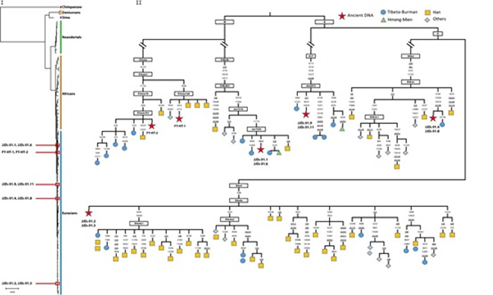 杨家坡洞和福岩洞人化石线粒体全序系统进化树。（I）基于邻接法推测8个杨家坡洞和2个福岩洞样本的线粒体系统发育关系，其均属于现代人类群，有别于尼安德特人、丹尼索瓦