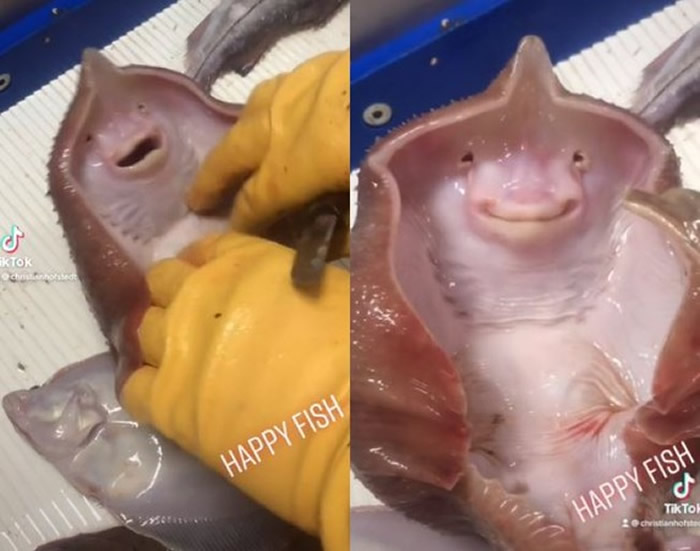 赤魟宝宝腹部被丹麦鱼夫轻搔后蜷起身体露出“微笑”
