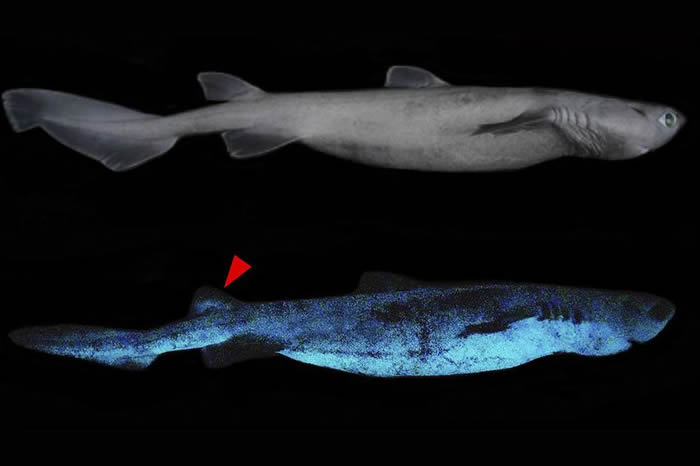 新西兰附近太平洋海域首次拍摄到三种会发光的鲨鱼：铠鲨、灯笼乌鲨和南方乌鲨