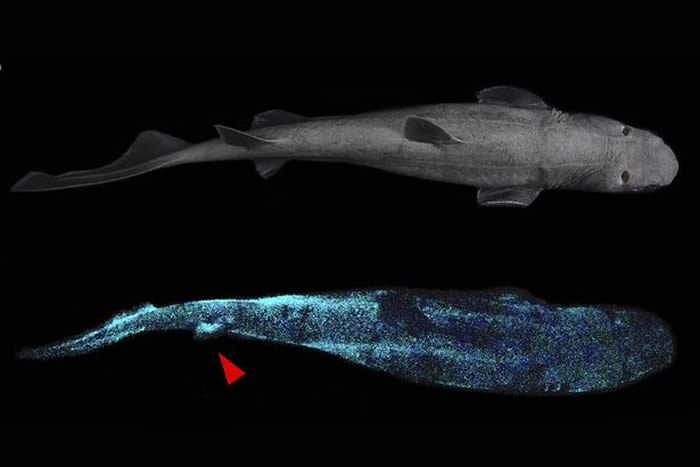 新西兰附近太平洋海域首次拍摄到三种会发光的鲨鱼：铠鲨、灯笼乌鲨和南方乌鲨