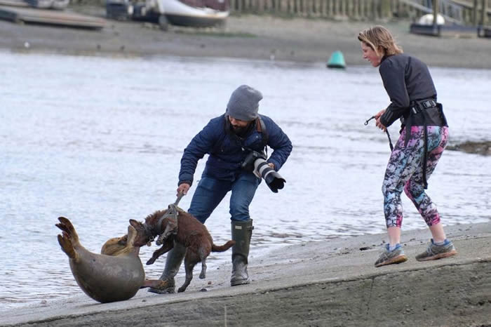 英国女饲主遛狗未使用牵绳 狗攻击小海豹导致其伤重遭安乐死
