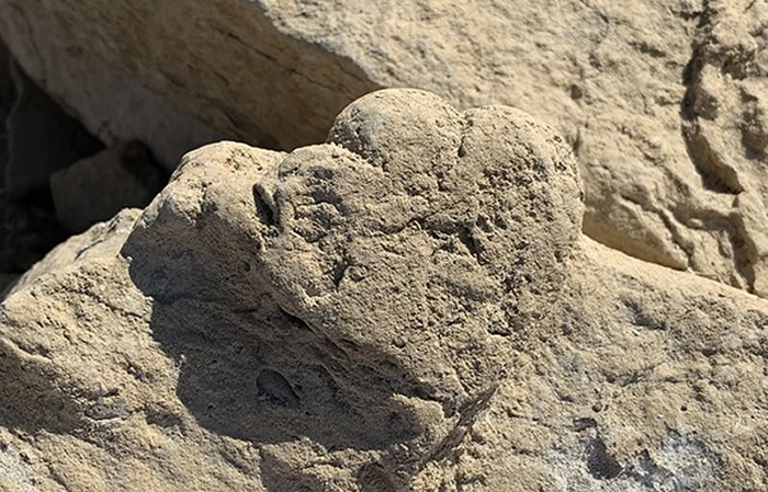中国发现的“猫咪大小”的剑龙幼崽足迹化石让科学家大吃一惊