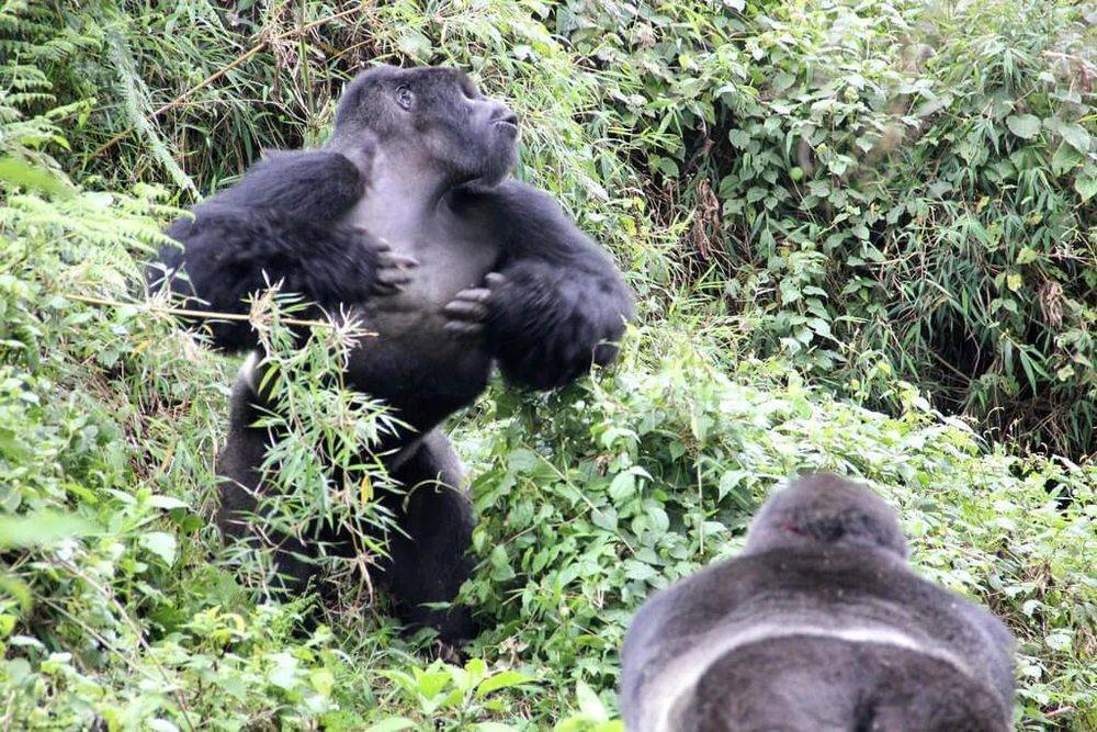 大猩猩捶打胸部不是为了打斗 其实是为了避免打斗