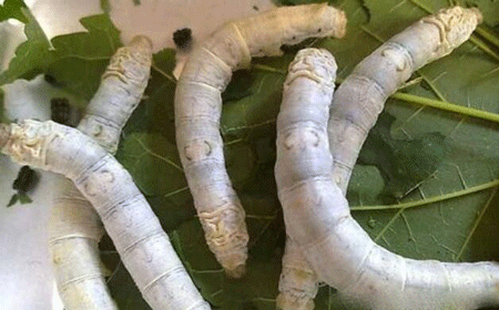 蚕的生长过程,短短的一生从卵开始到破茧而出