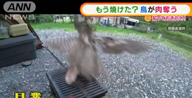 日本千叶县馆山市男子独自露营烤肉时被一只鸟俯冲而下将烤炉上的肉抢走
