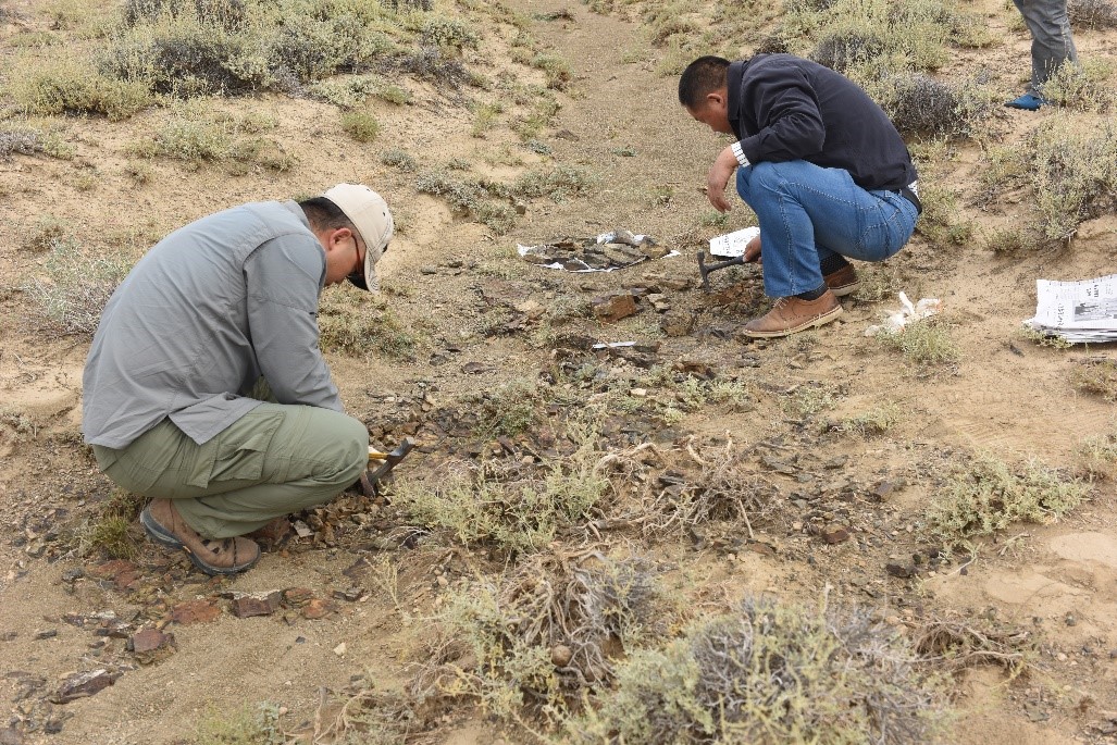 南京古生物所泥盆系工作团队成员在新疆富蕴地区进行野外工作