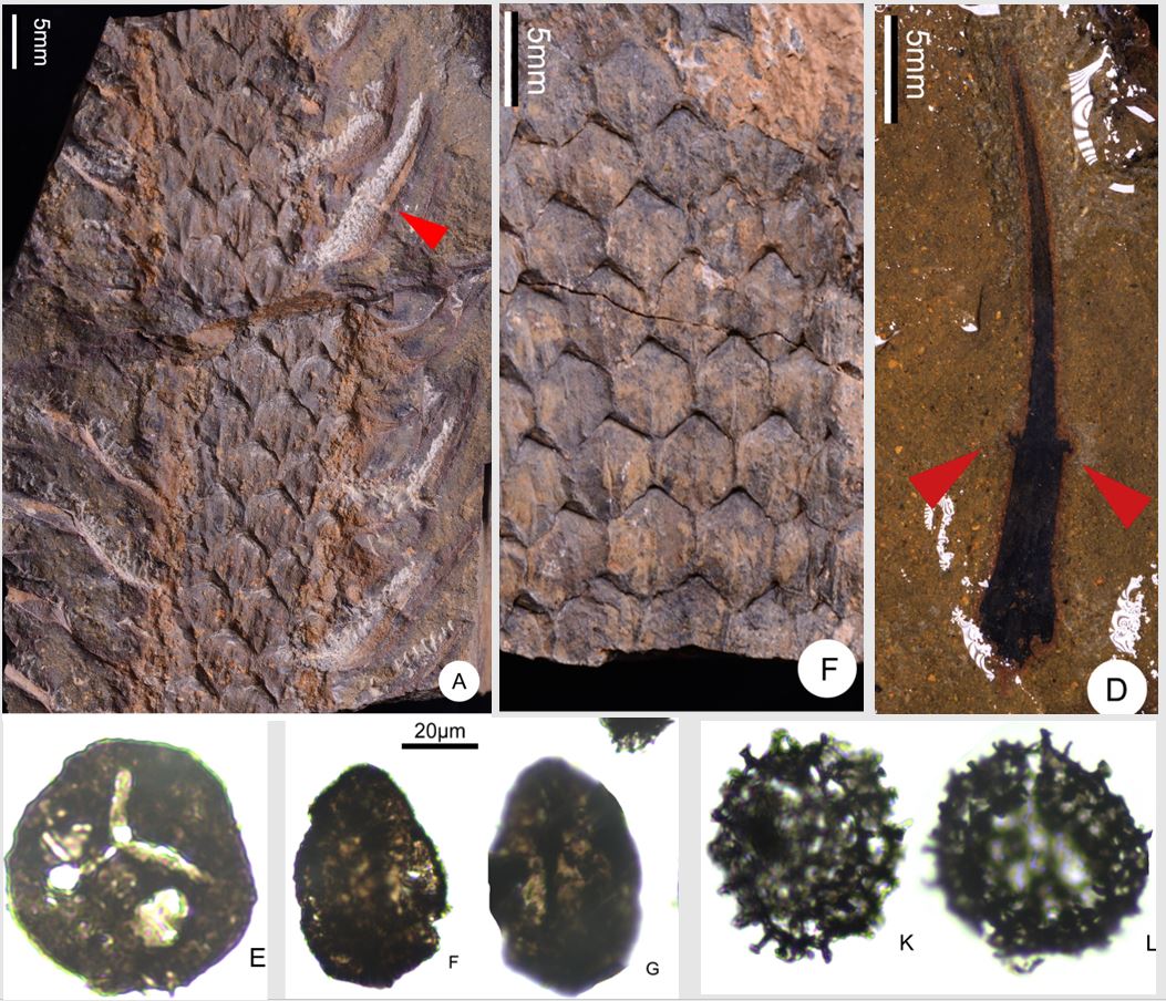 新疆富蕴地区晚泥盆世的原始鳞木目石松类Gilboaphyton fuyunensis以及同层中的孢子