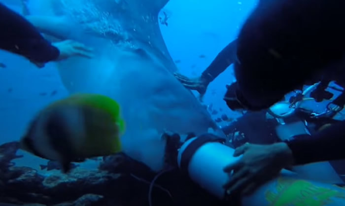 斐济贝卡岛虎鲨狠咬潜水者头部不放 众人对它拳打脚踢才驱离