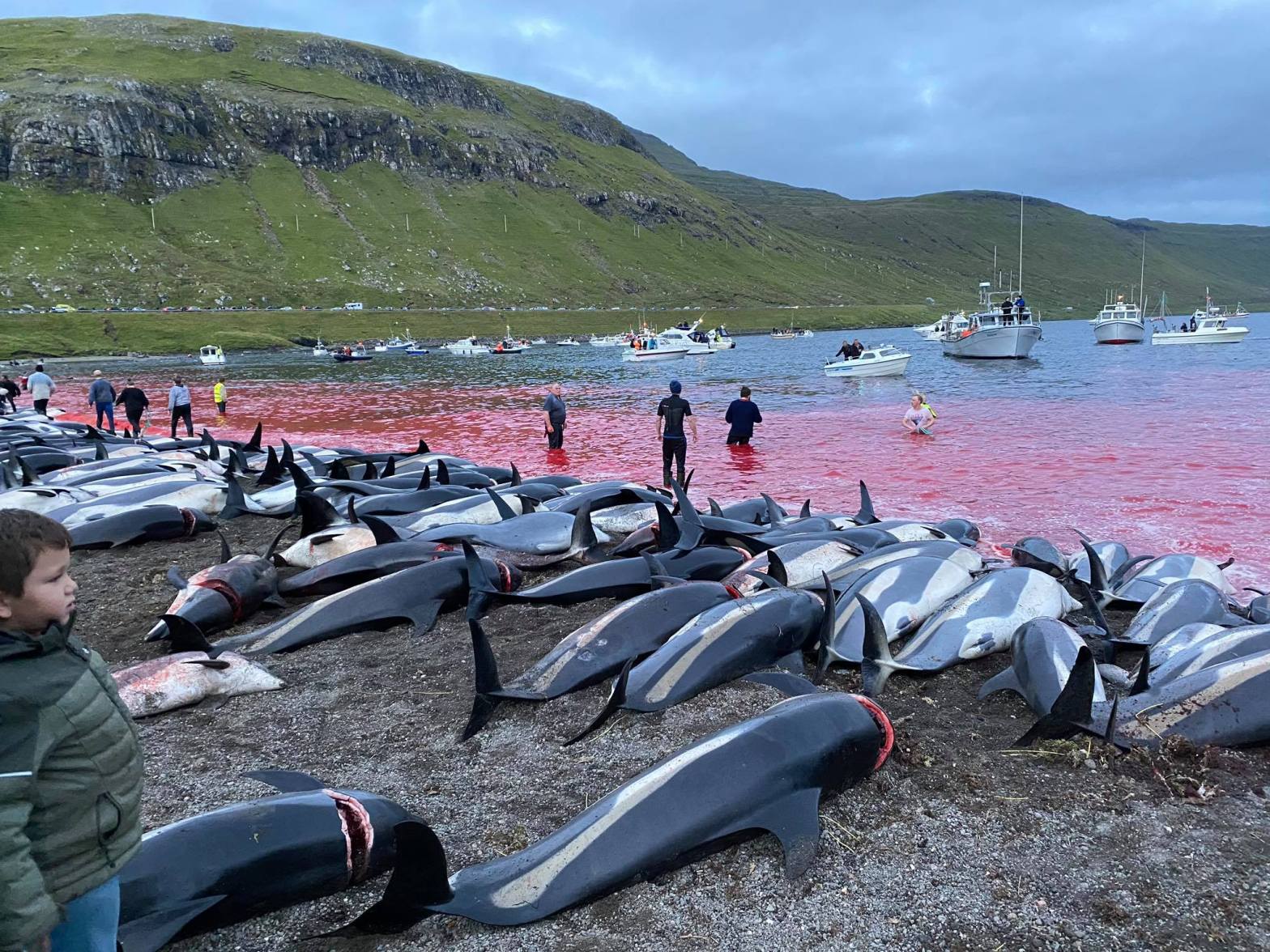 丹麦法罗群岛传统狩猎仪式中扑杀1400多头大西洋斑纹海豚 引发强烈抗议