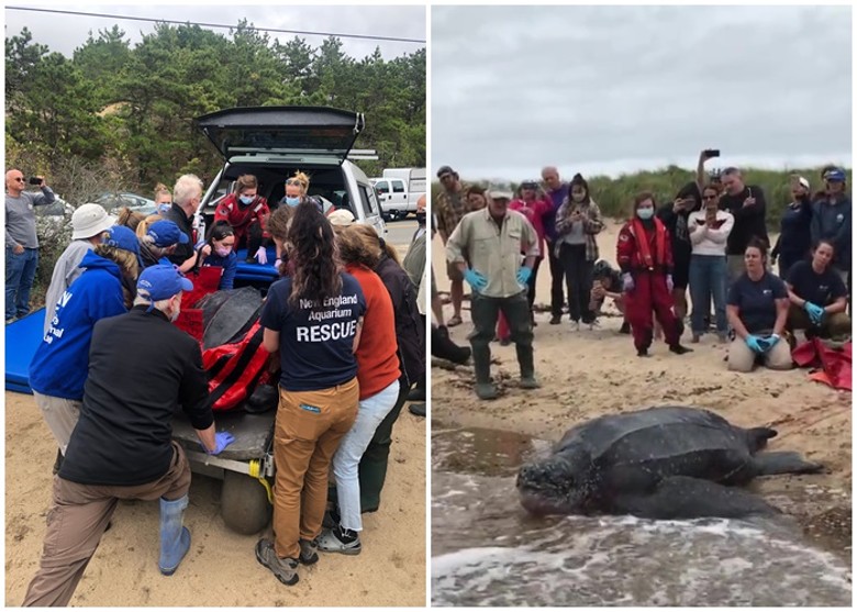 美国麻省一只重达600磅的巨型棱皮龟搁浅泥滩 动物义工联手救援