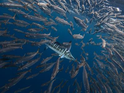 香港大学古生物学家研究古新世—始新世极热事件