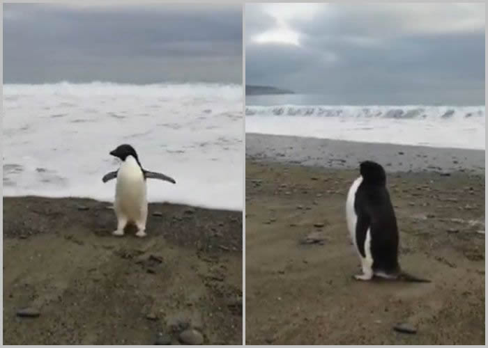 生活在南极的阿德利企鹅竟然游了2760公里到达新西兰