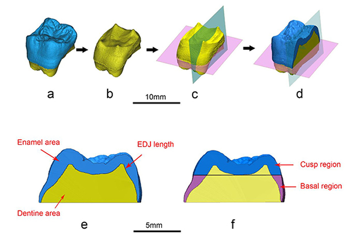 禄丰古猿臼齿近中虚拟切面与釉质厚度测量（M1, PA674.48）
