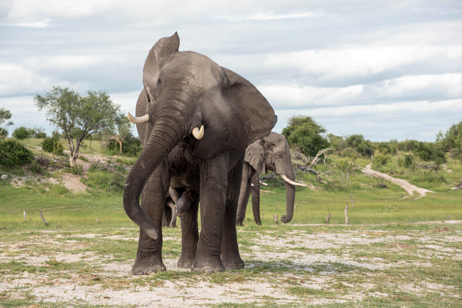 埃克塞特大学新研究指如果象群里年长者的数量较少 雄性大象就会更加凸显其攻击性
