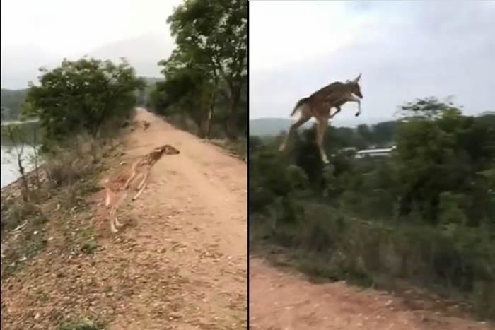 印度环保组织WildLense生态基金会在推特分享影片：野鹿一跃比乔丹还厉害