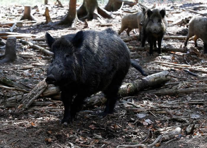 德国野生动物园一只名为“普京”的猪改名为艾伯霍弗Eberhofer