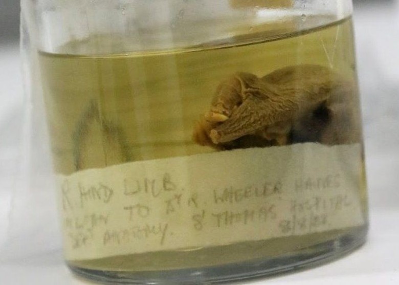 剑桥大学动物学博物馆发现湮没150年之久的鸭嘴兽标本 为当年支持进化论的重要证据