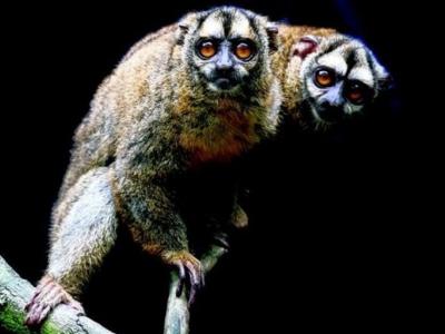 新加坡夜间野生动物园将展出巴西豪猪和灰手夜猴