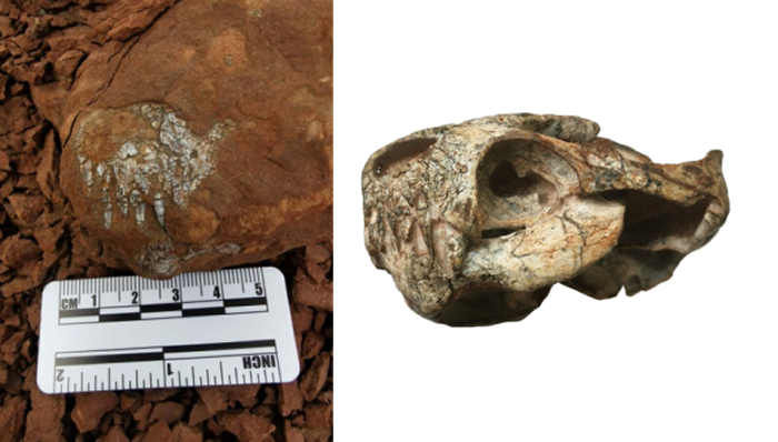 中国首次发现真钱伯兽化石