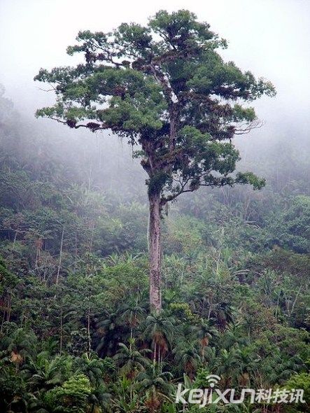 盘货天下十大最迂腐树木 惊现4800岁地狐尾松