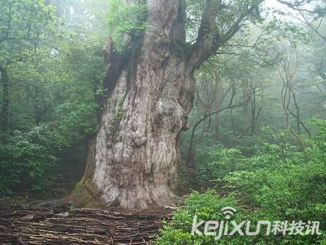 盘货天下十大最迂腐树木 惊现4800岁地狐尾松