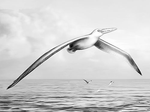 史上最大古鸟翼展6米破记载 或具超强滑翔手段