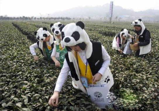 正常人干不了！中国最奇葩的吉尼斯纪录